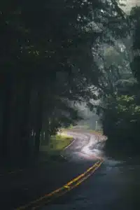 خلفية موبيل طريق فى الغابة