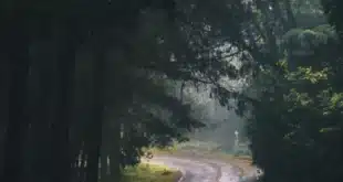 خلفية موبيل طريق فى الغابة
